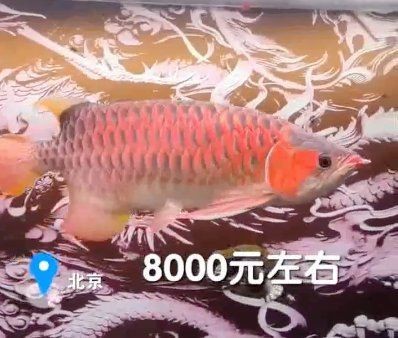 紅龍魚為何被國家禁養了