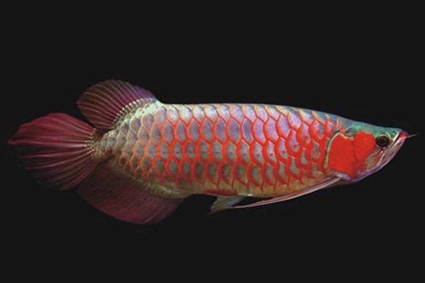 紅龍魚為何被國家禁養了