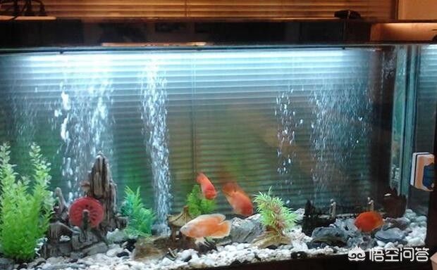 魚缸水質管理的具體方法：魚缸水質管理方法