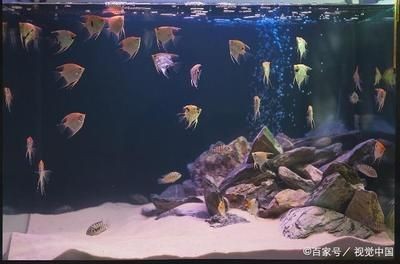 魚缸水質管理的具體方法：魚缸水質管理方法
