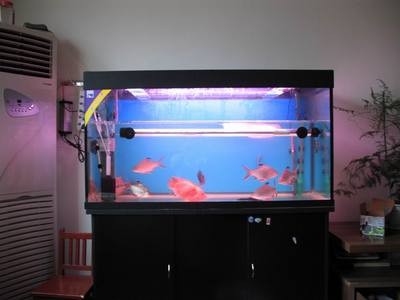 魚缸過濾器哪家好（eheim魚缸過濾器的優(yōu)勢(shì)）