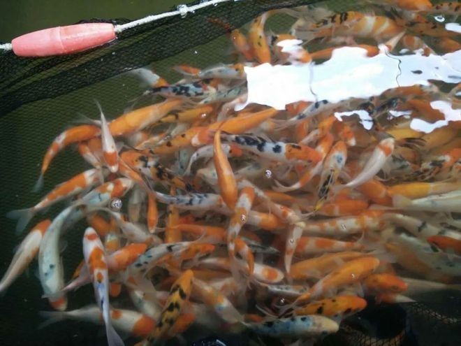 龍魚缸細菌