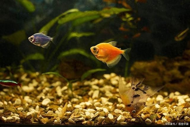 龍魚缸細菌