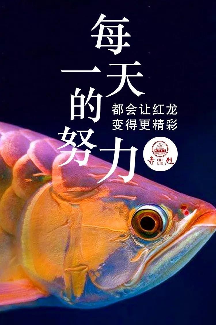龍魚缸細菌