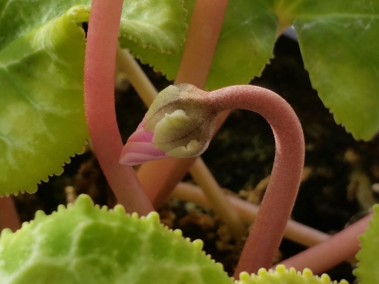 咸陽芳緣花卉有限公司（咸陽芳緣花卉有限公司電話）