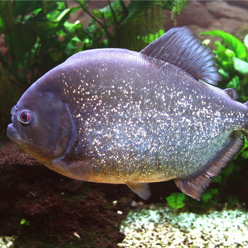 紅大勾魚兇不兇
