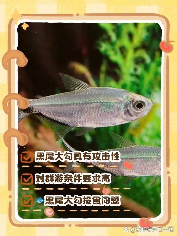 紅大勾魚兇不兇