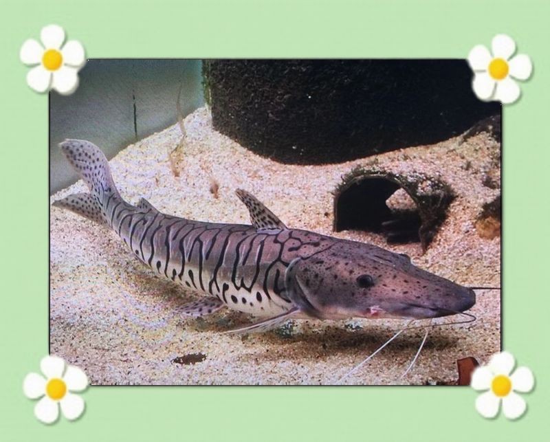 虎紋鴨嘴魚