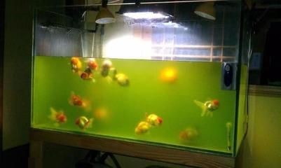 魚(yú)缸里長(zhǎng)綠藻怎么辦（魚(yú)缸里長(zhǎng)綠藻怎么辦魚(yú)缸里長(zhǎng)綠藻怎么辦）