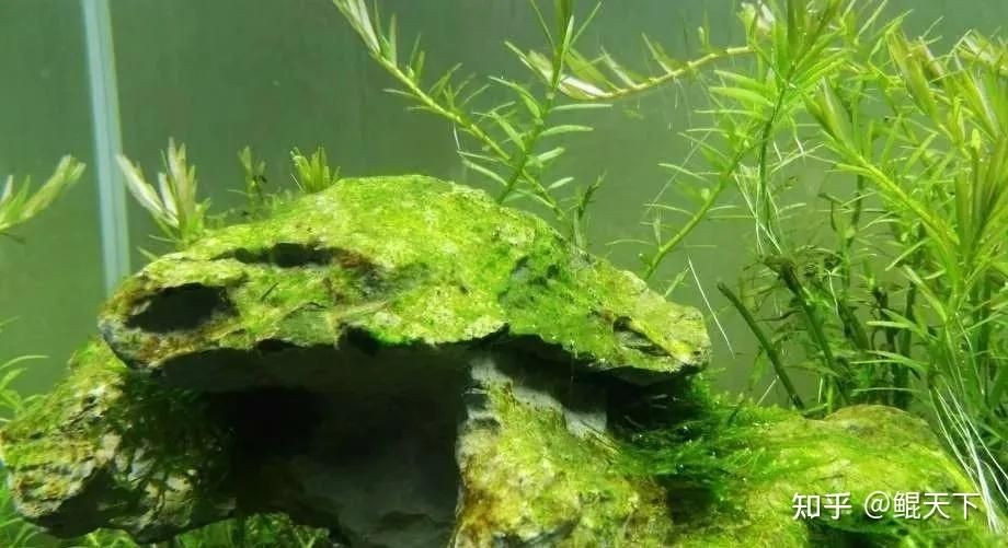 魚(yú)缸里長(zhǎng)綠藻怎么辦（魚(yú)缸里長(zhǎng)綠藻怎么辦魚(yú)缸里長(zhǎng)綠藻怎么辦）