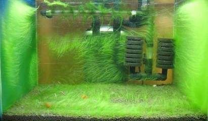 魚(yú)缸里長(zhǎng)綠藻怎么辦（魚(yú)缸里長(zhǎng)綠藻怎么辦魚(yú)缸里長(zhǎng)綠藻怎么辦）