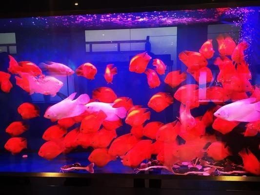 龍魚吃飼料好還是吃活食好：龍魚吃飼料好還是活食好