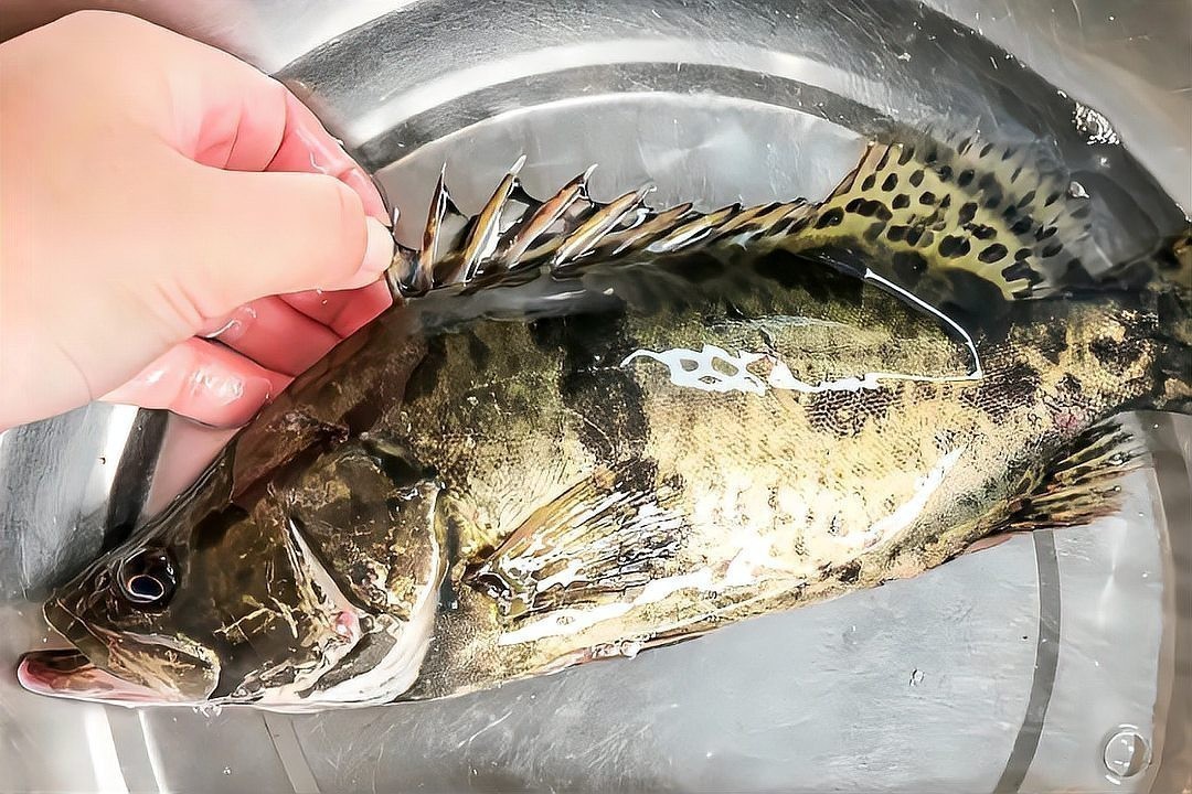 龍魚可以吃小白條嗎有毒嗎
