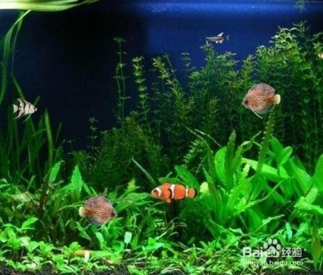 魚缸過濾泵是裝水下還是水上，如何正確安裝潛水泵？
