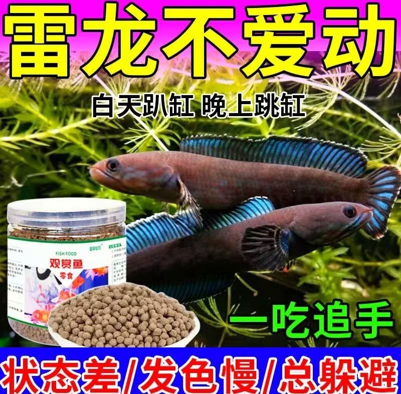 雷龍魚最愛吃三種菜