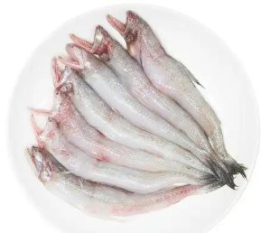 黃金貓魚最忌三種東西