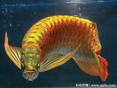 最貴紅金龍魚多少錢一條：最貴的紅金龍魚價格是多少？