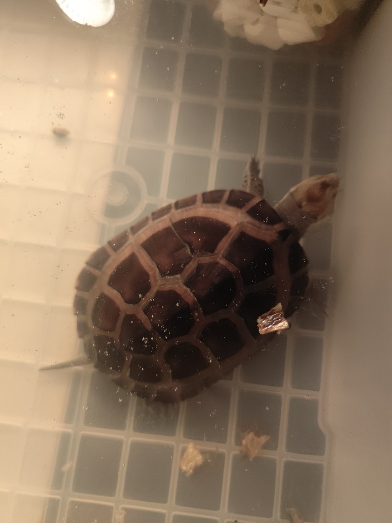 這是在脫殼嗎？