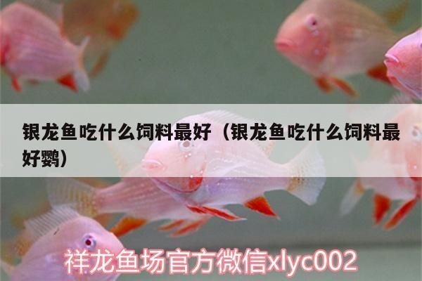 金龍魚銀龍魚混養（金龍魚和銀龍魚可以混養嗎）