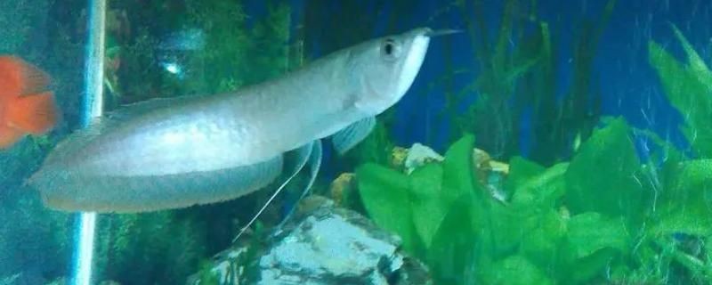 金龍魚銀龍魚混養(yǎng)（金龍魚和銀龍魚可以混養(yǎng)嗎）