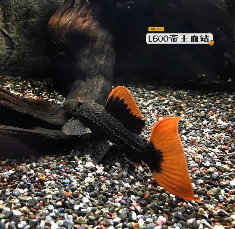 高端異形魚種類大全