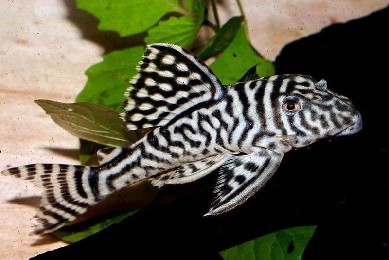 高端異形魚種類大全