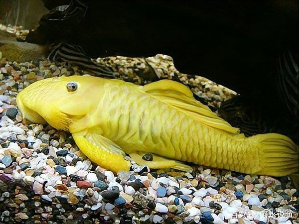高端異形魚種類大全