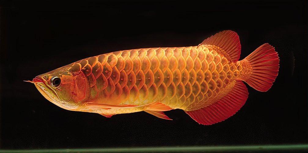 龍魚摔傷后如何預防感染？