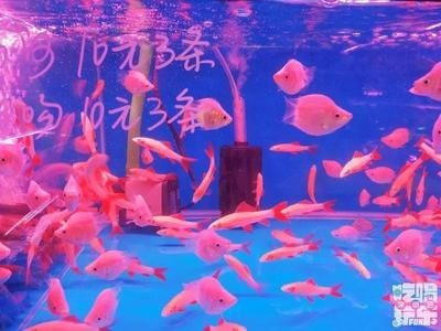 花卉市場魚缸設計揭秘花卉市場魚缸設計揭秘魚缸價格信息：花卉市場的魚缸設計