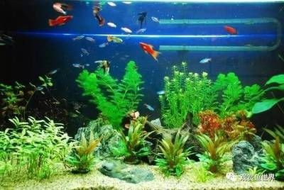 魚缸過濾系統的工作原理和技術：底濾魚缸過濾系統的干濕分離是一種水族過濾系統的工作原理