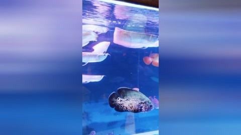 龍魚吃小金魚好嗎：探討龍魚是否吃小金魚時(shí)需從生物學(xué)以及實(shí)際行為分析