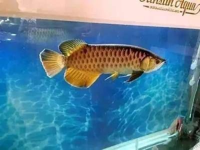 龍魚吃小金魚好嗎：探討龍魚是否吃小金魚時(shí)需從生物學(xué)以及實(shí)際行為分析