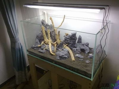 放水草泥到底濾魚缸是涉及到魚缸維護和水草生長的過程：底濾魚缸的日常維護和保養