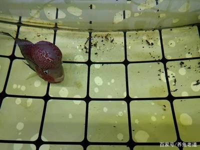 龍魚咀嚼食物怎么喂養(yǎng)的：如何喂養(yǎng)咀嚼食物的龍魚