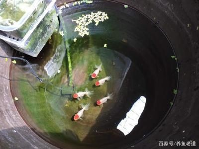 魚缸氧氣泵的使用技巧：底濾魚缸水泵是否需要一直開著取決于多個因素