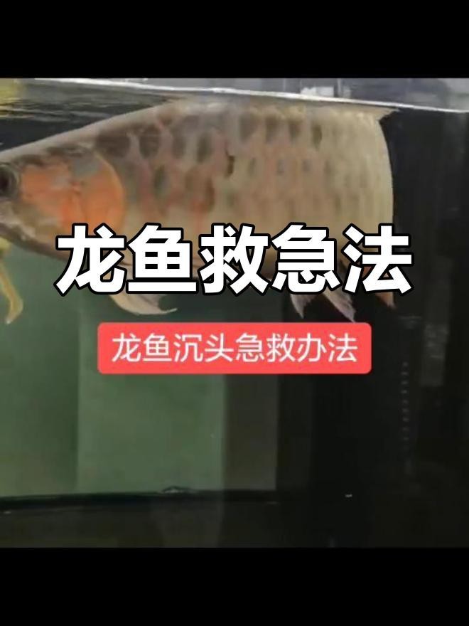 龍魚跳缸后如何判斷是否存活？