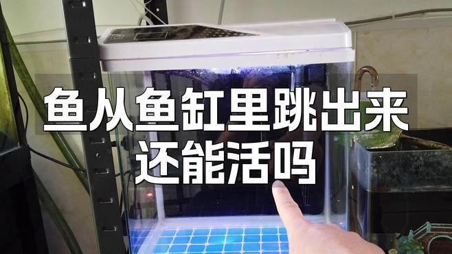 龍魚跳缸后如何判斷是否存活？