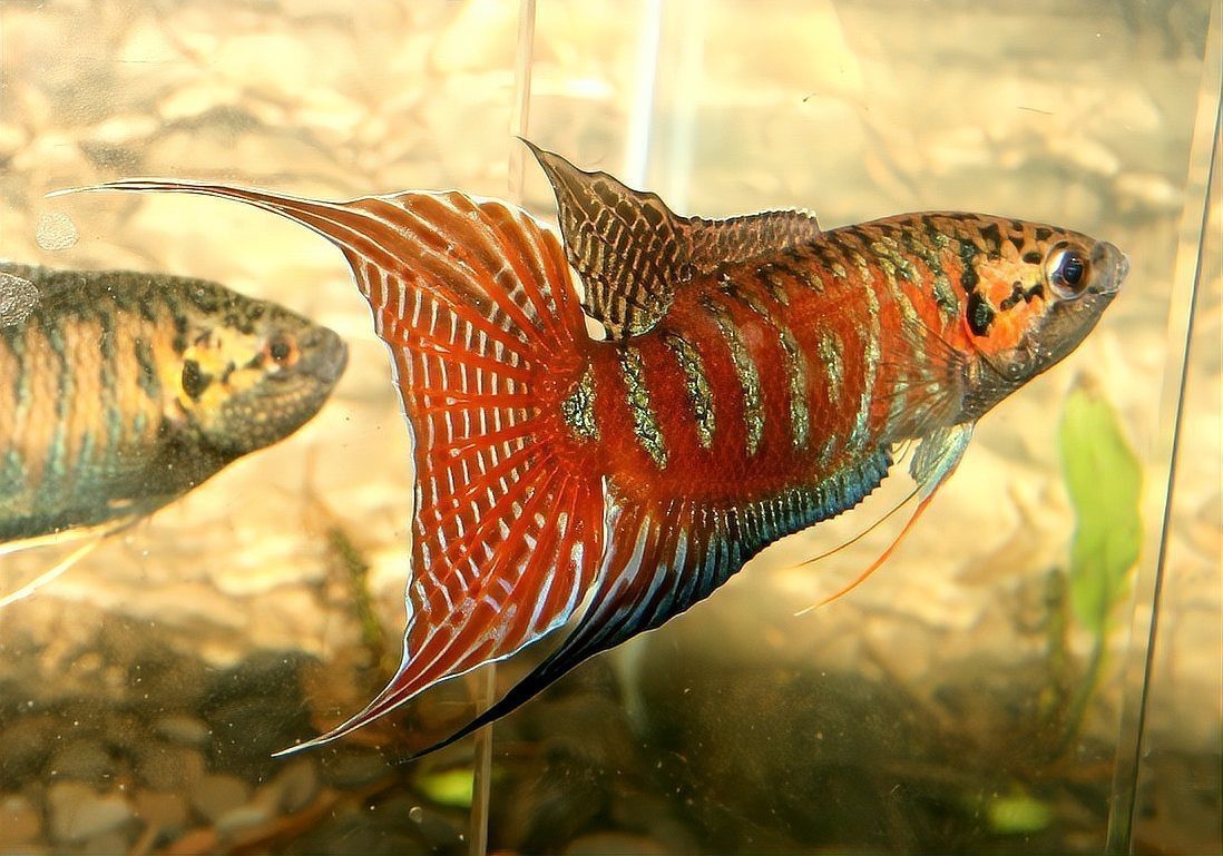 南方巨獸龍vs棘背龍