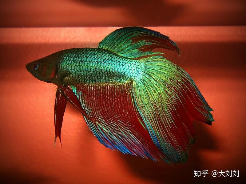 南方巨獸龍vs棘背龍