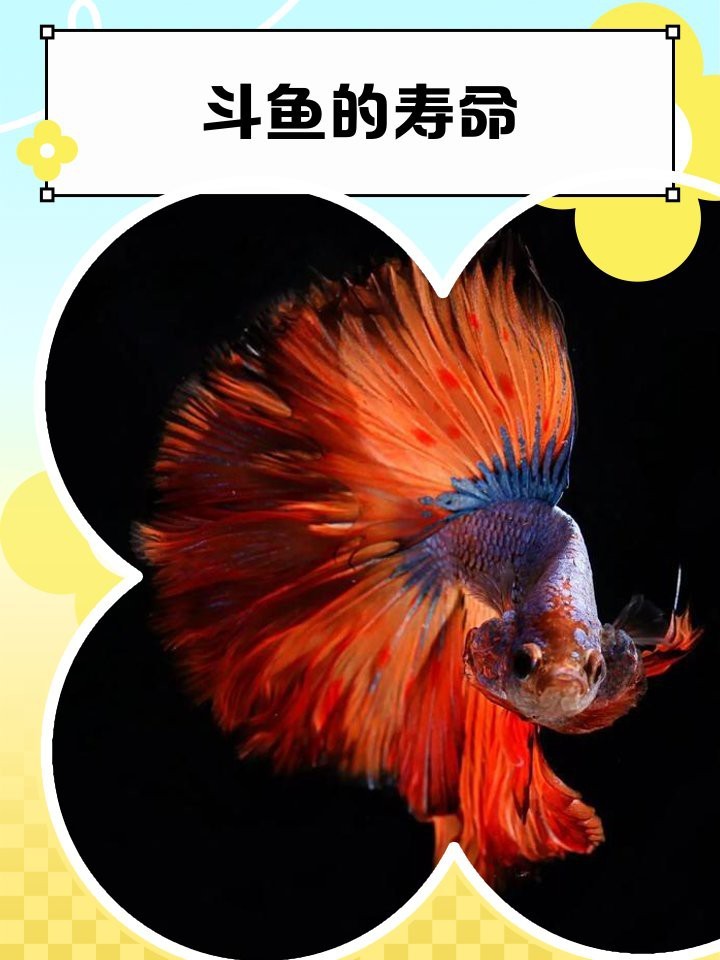 南方巨獸龍vs棘背龍