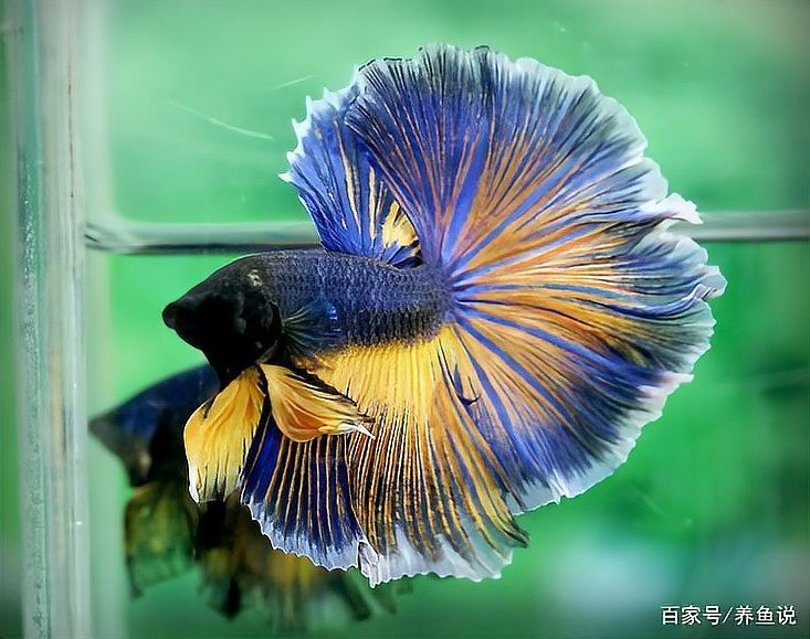 南方巨獸龍vs棘背龍