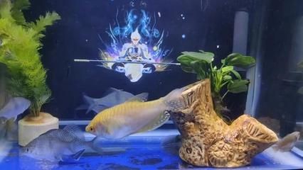 龍魚擺頭擺身可能涉及的疾病（龍魚擺頭擺身可能由多種原因引起，）