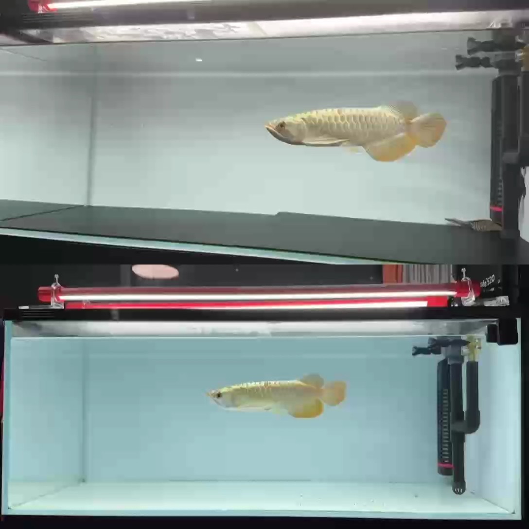 養魚就是折騰 換個黑底