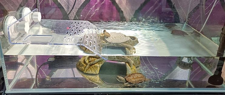 龍魚缸適合養什么龜：適合與龍魚混養的幾種龜類