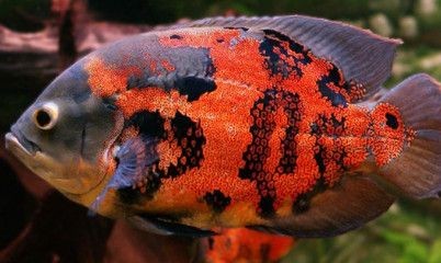 龍魚和地圖(風水學中龍魚在非洲的分布情況對比龍魚在非洲的分布情況) 龍魚百科 第4張 龍魚和地圖(風水學中龍魚在非洲的分布情況對比龍魚在非洲的分布情況) 龍魚和地圖(風水學中龍魚在非洲的分布情況對比龍魚在非洲的分布情況) 龍魚百科 第4張