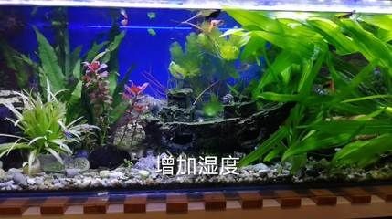 魚缸過濾器哪種最好最實(shí)用：如何選擇魚缸過濾器