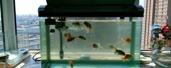 魚缸過濾器哪種最好最實(shí)用：如何選擇魚缸過濾器