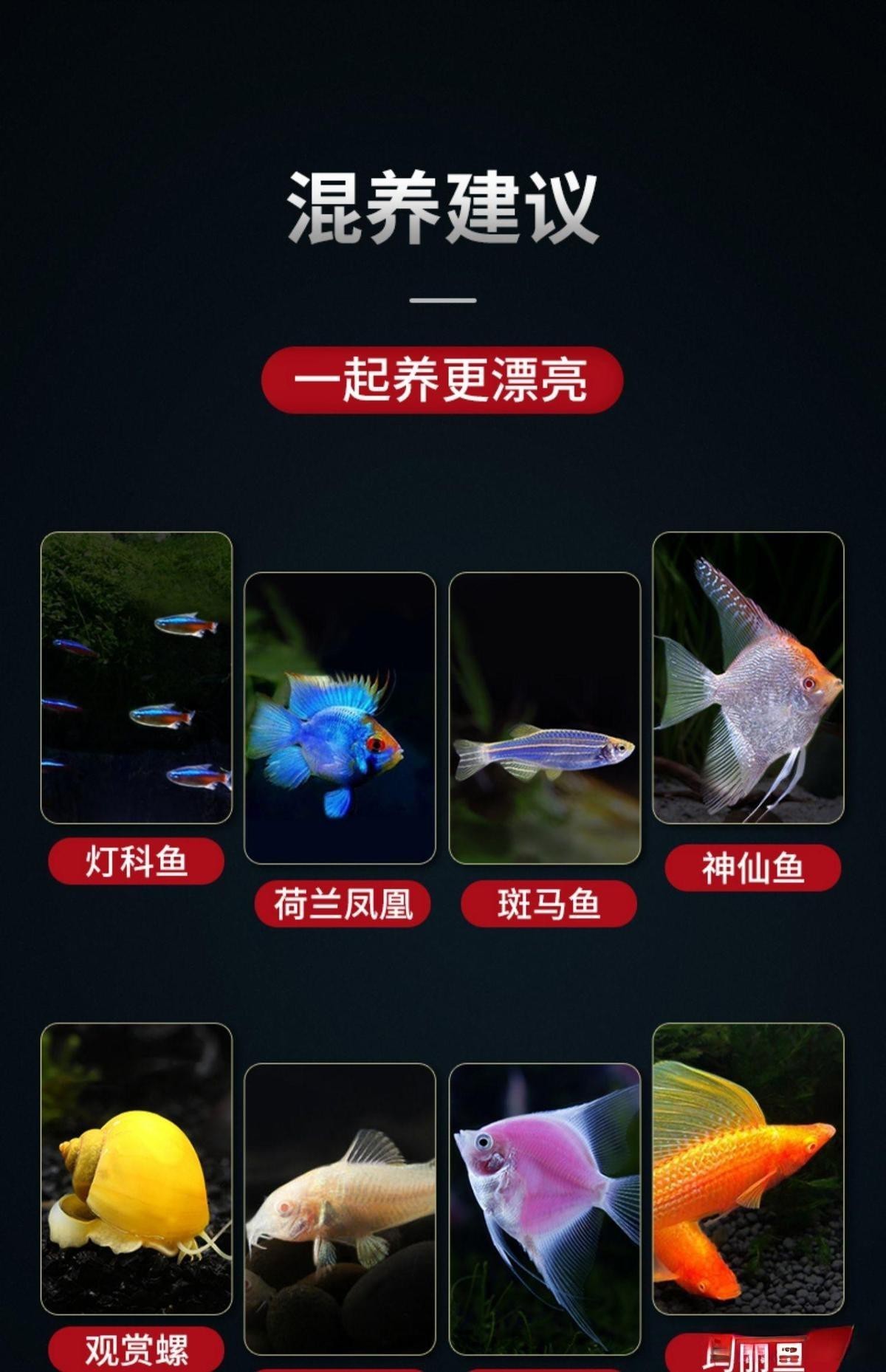 帝王三間魚適合什么環(huán)境 帝王三間魚適合什么環(huán)境 龍魚論壇 第2張
