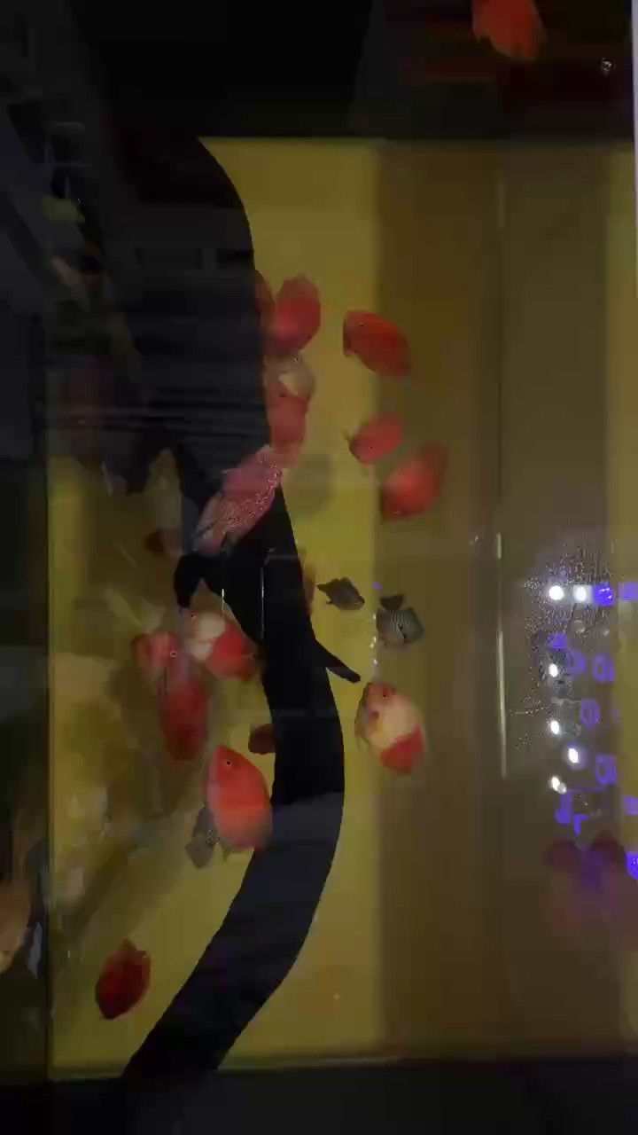 混養視頻