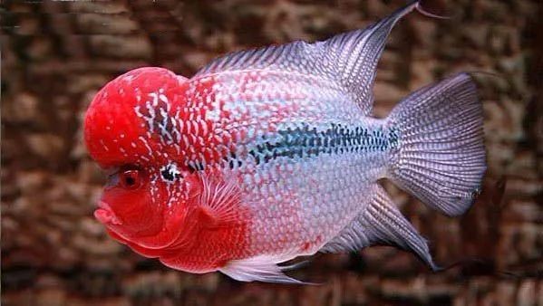 如何調(diào)控魚缸內(nèi)的酸堿度：自然調(diào)節(jié)魚缸酸堿度的方法